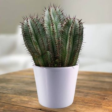 Euphorbia horrida.jpg