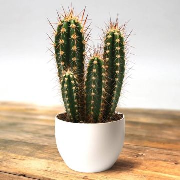 neocardenasia herzogiana.jpg