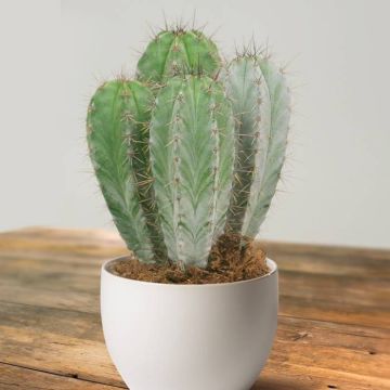 polaskia chichipe.jpg