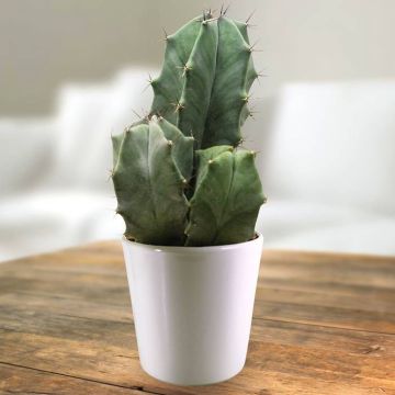 Ritterocereus urbaneus.jpg