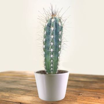 stetsonia coryne.jpg