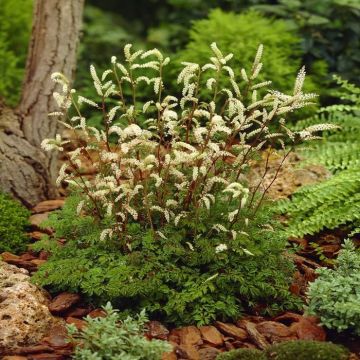 Aruncus Aethusifolius