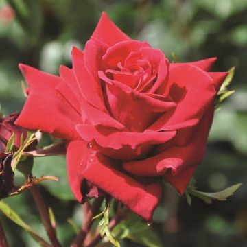 Klimroos Mazurika Op Pot