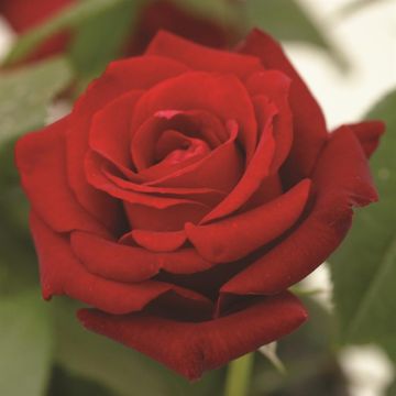 Poulsen Ingrid Bergman Hybrid Tea Rose 3ltr Pots