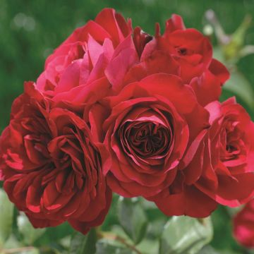 Floribunda Roos Rouge Meilove Op Pot