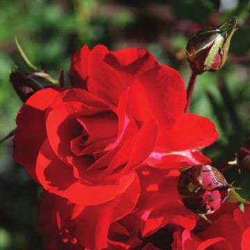 Rose Floribunda Satchmo op pot