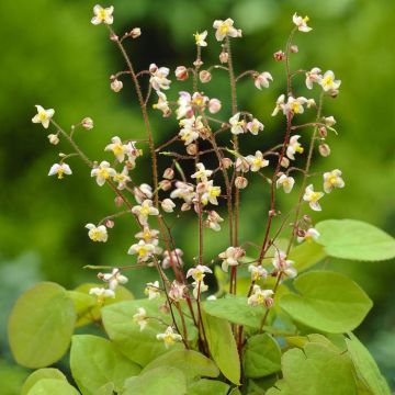 Epimedium Pubigerum Elfenbloem