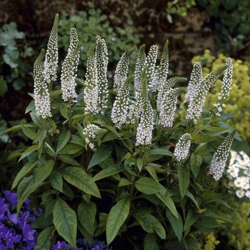 Lycimachia clethroides