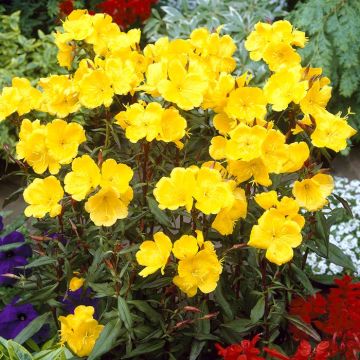 Oenothera Fruticosa Fyrverkeri