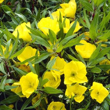 Oenothera macrocarpa