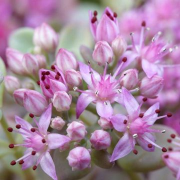 Vetkruid Sedum cauticola Lidakense
