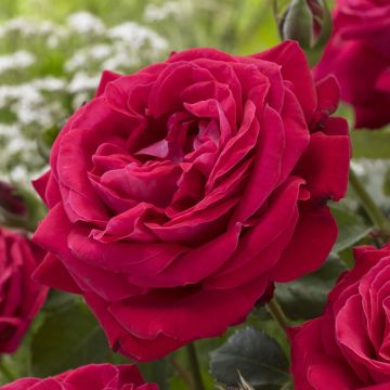 Theeroos Dame Du Coeur Op Pot