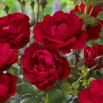 Floribunda Roos Nina Weibull Op Pot