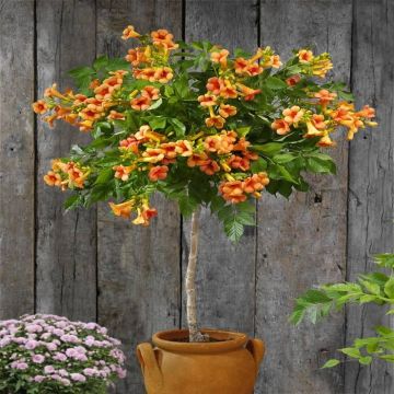 Campsis Indian Summer op Stam