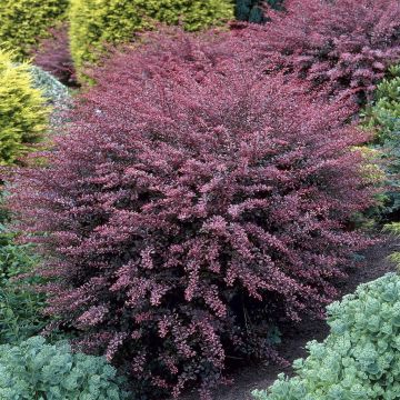 Berberis thunbergii Rose Glow Zuurbes