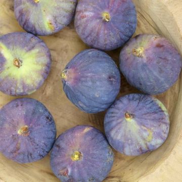 Fig ronde de bordeaux.jpg (Als)