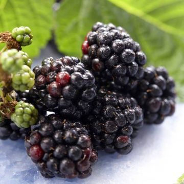rubus triple crown.jpg (Als)