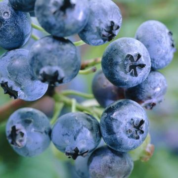 vaccinium bluegold.jpg