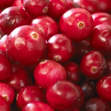 vaccinium pink lemonade.jpg ( Als)