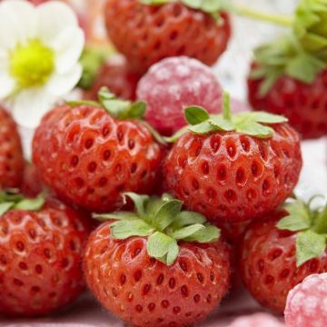 Fragaria x ananassa Mieze Schindler