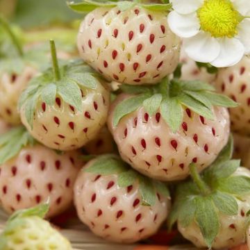 Fragaria Ananas