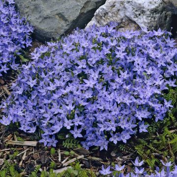 Campanula garganica