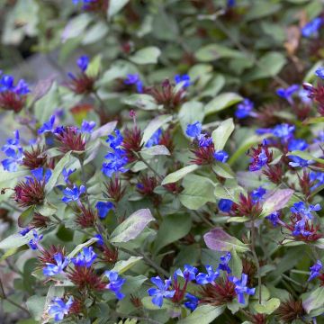 Ceratostigma Plumbaginoides