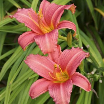 Hemerocallis Pink Damask