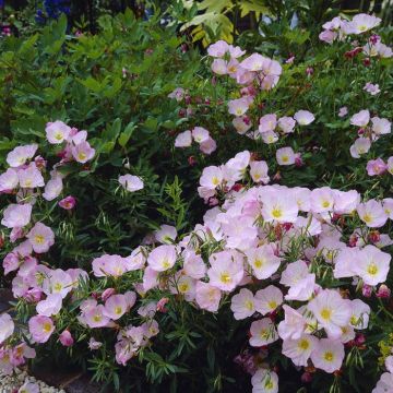 Oenothera speciosa Siskiyou