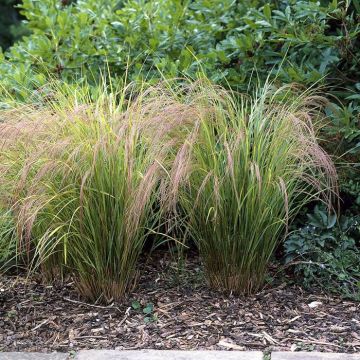 Calamagrostis Arundinacea