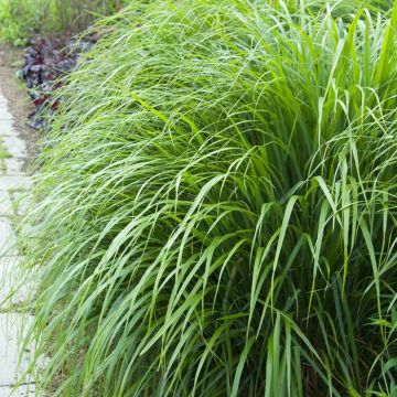 Calamagrostis Brachytricha