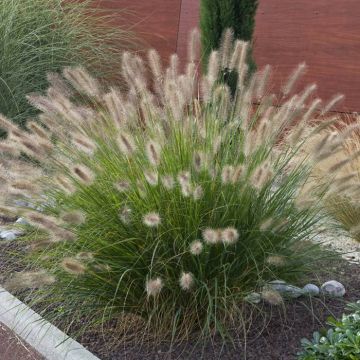 Pennisetum alopecuroides