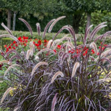 Pennisetum setaceum Rubrum