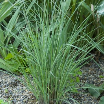 Schizachyrium Scoparium Prairie Blues