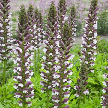 Acanthus Hungaricus