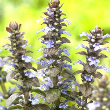 Ajuga reptans Atropurpurea