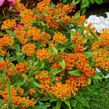 Asclepias tuberosa