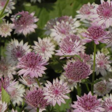 Astrantia major Rosa Lee