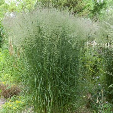 Calamagrostis acutiflora Karl Foerster 9