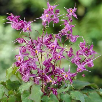 Epimedium Grandiflorum Lilafee 9 cm