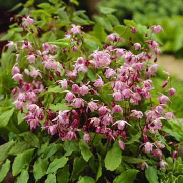 Epimedium Youngianum Roseum