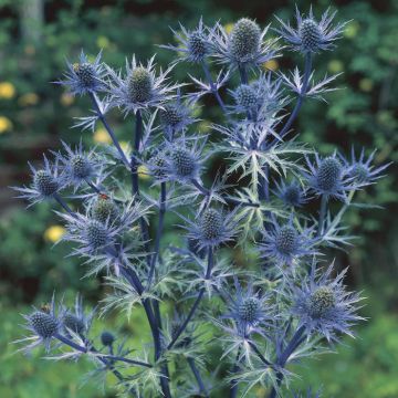 Eryngium bourgatii