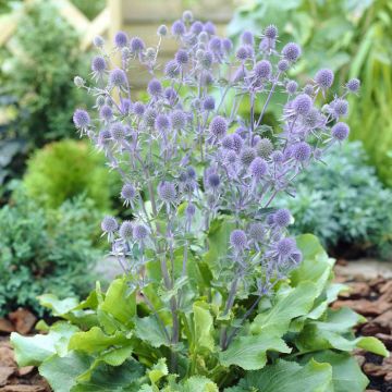 Eryngium planum Blauer Zwerg