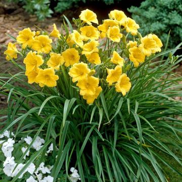 Hemerocallis Stella Doro