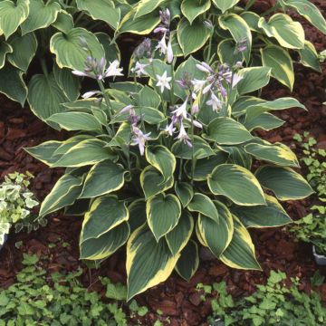 Hosta fortunei 'Aureomarginata'