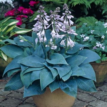 Hosta tardiana Halcyon 13 cm