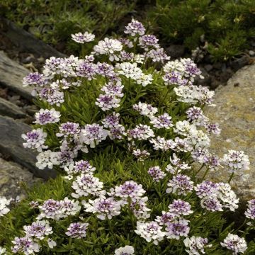 Iberis Sempervirens Weisser Zwerg