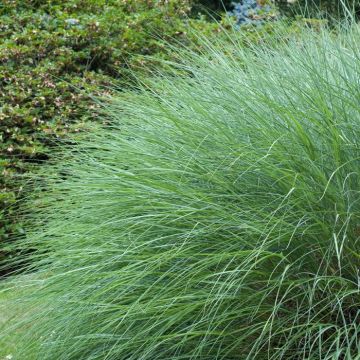 Miscanthus Sinensis Gracillimus