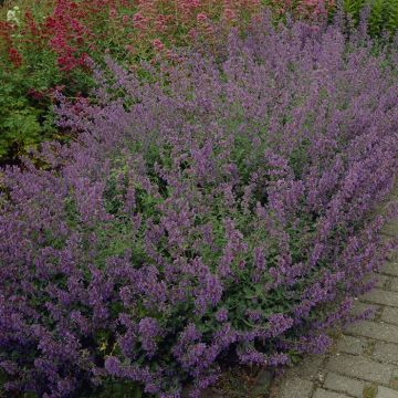 Nepeta Six Hills Giant