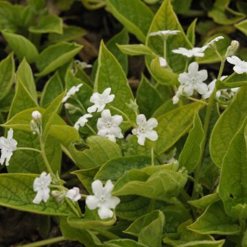 Omphalodes Verna Alba